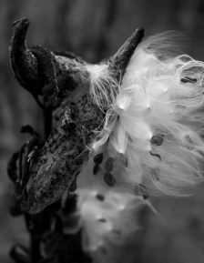 late milkweed