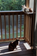 Titania and Portia on the porch