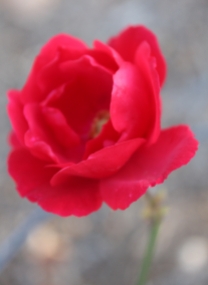 warm-rose