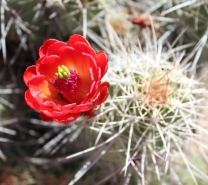 prickly flower