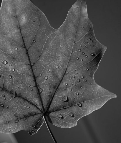 black & white leaf